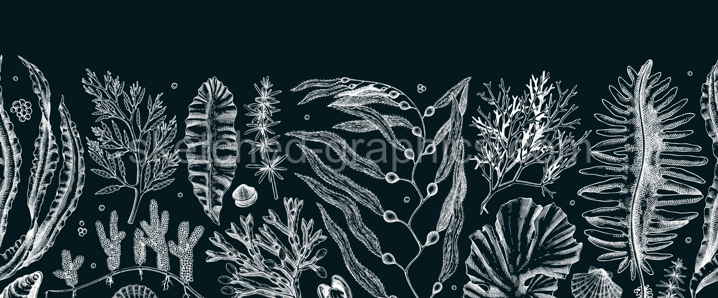 Edible seaweed seamless pattern on chalkboard Hand-drawn sea vegetables - kelp, kombu, wakame, hijiki  drawings. Underwater algae ribbon in sketch style. Asian cuisine menu or healthy food design  Illustration